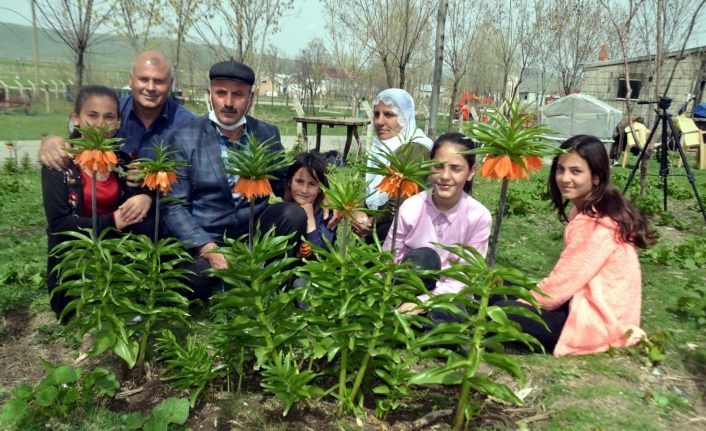 Dağdan getirdiği ters lale tohumlarıyla bahçesini süsledi