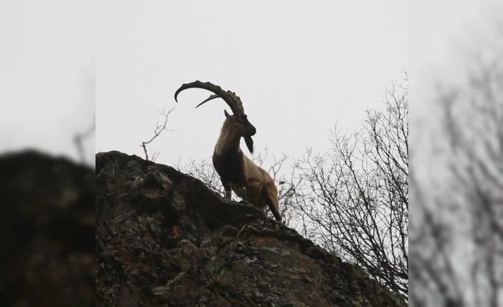 Doğa sessiz kaldı, ayılar ve yaban keçileri vadilere indi