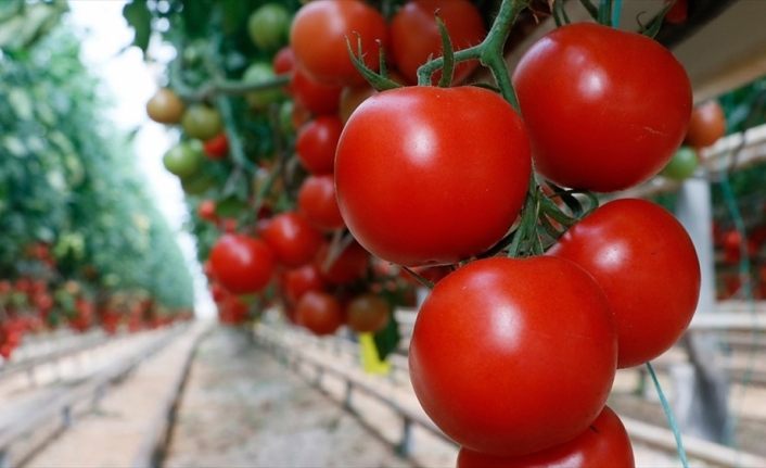 Domates ihracatçısı Rusya pazarı için kotanın artırılmasını bekliyor