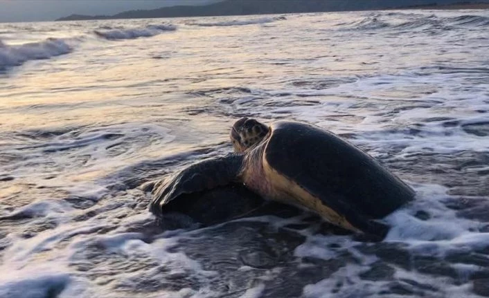 Dünyaca ünlü İztuzu sahilinin konukları caretta carettalar yumurta bırakmaya başladı