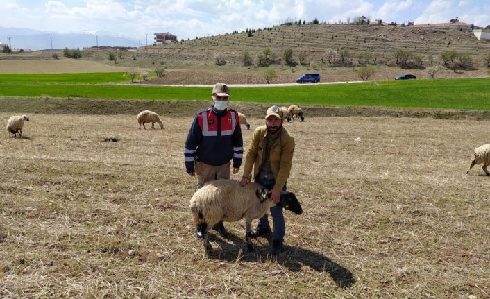 Elazığ’da kayıp koyunlar jandarma tarafından bulundu