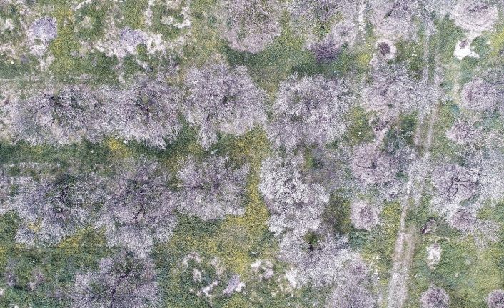 Erzincan’da kayısı ağaçları renk cümbüşü yaşatıyor
