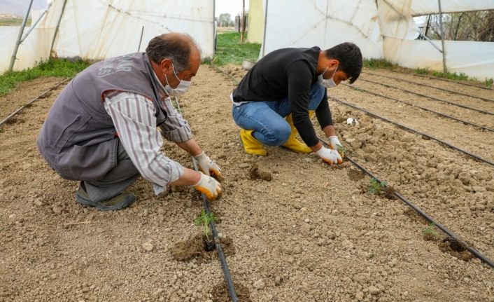 Gürpınar’da fideler toprakla buluştu