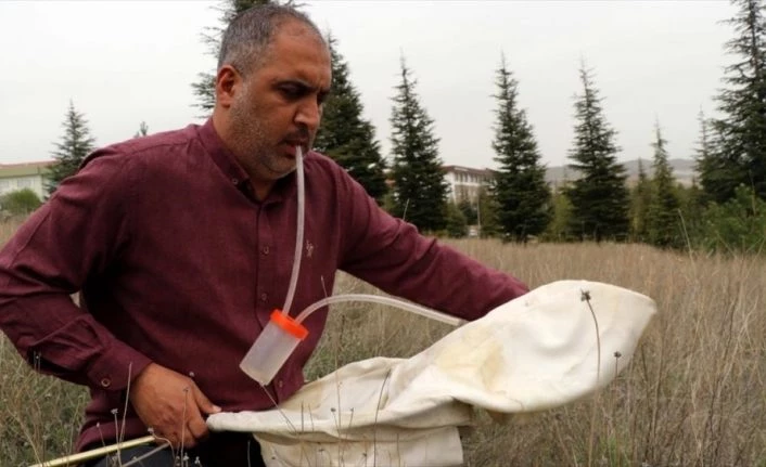 Huzura kavuşan dağlarda böceklerin izini süren akademisyen yeni türler tespit ediyor