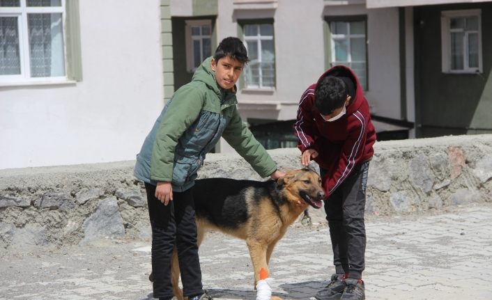 İşkence edilen köpeğe çocuklar sahip çıktı