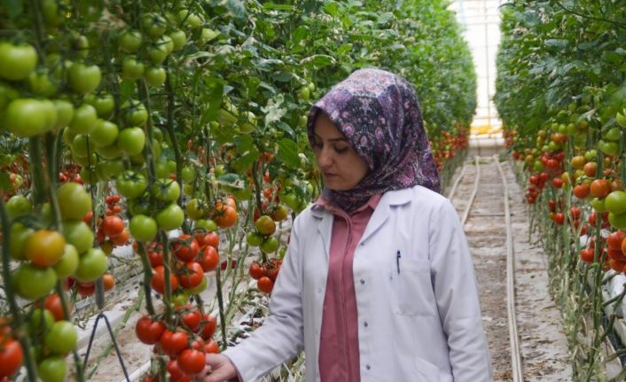 Jeotermal kaynaklı seralar kadınlara ekmek kapısı oluyor