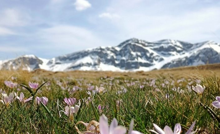 Kardelenlerin karlı dağlarla buluşması görsel şölen sunuyor