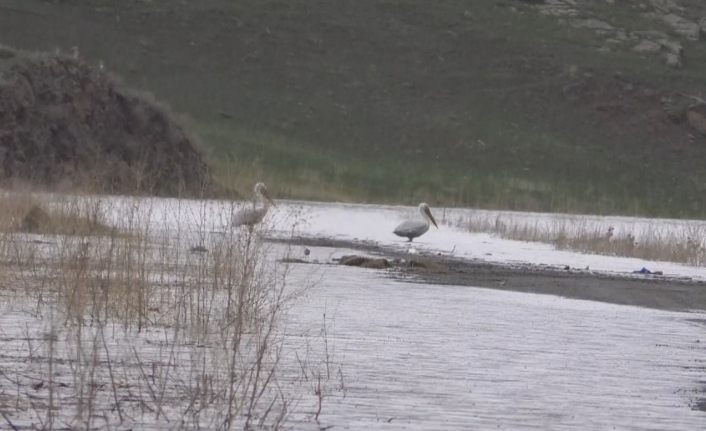 Kars Baraj Gölü su kuşlarıyla doldu