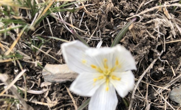 Kars’ta baharın müjdecisi kardelenler çiçek açtı