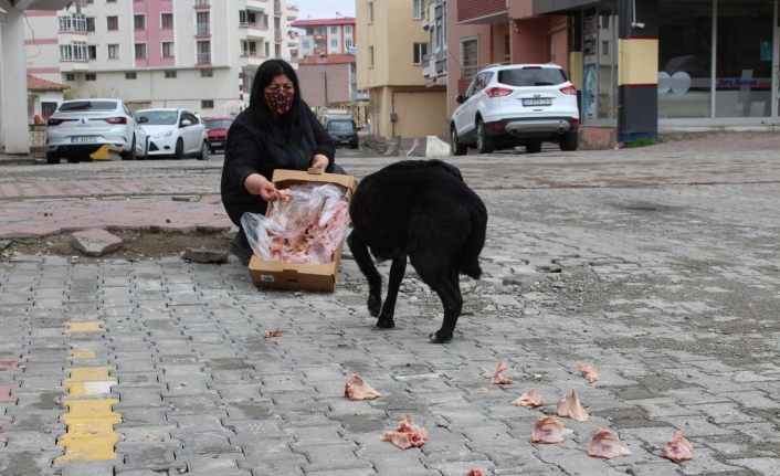 Kısıtlamalarda hayvan severler sokak hayvanlarını unutmadı