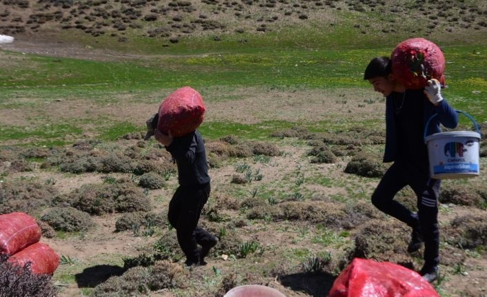 Muş’tan batı illerine tır ve kamyonlarla çiriş sevkiyatı