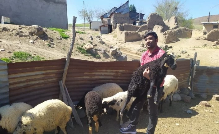 Öğretmen kayıp kuzu ve koçlara sahip çıktı, sahibini arıyor