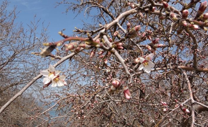 Van Akdamar Adası’nda badem ağaçları çiçek açtı