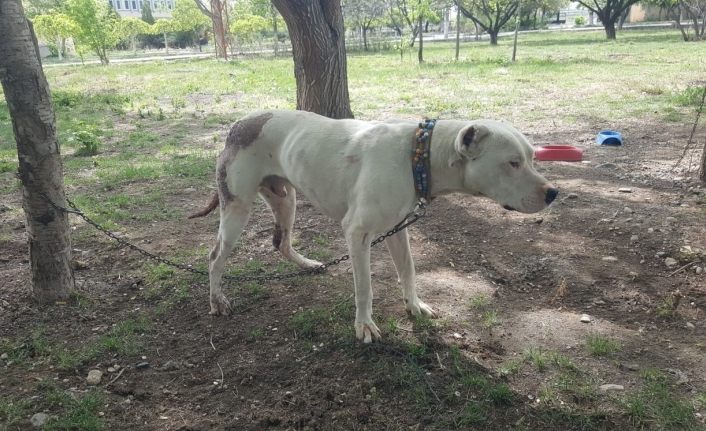 Pitbull cinsi köpeği bıçaklayan şahıslar, sahibini de dövdü