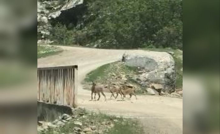 Şemdinli’de dağ keçileri görüntülendi
