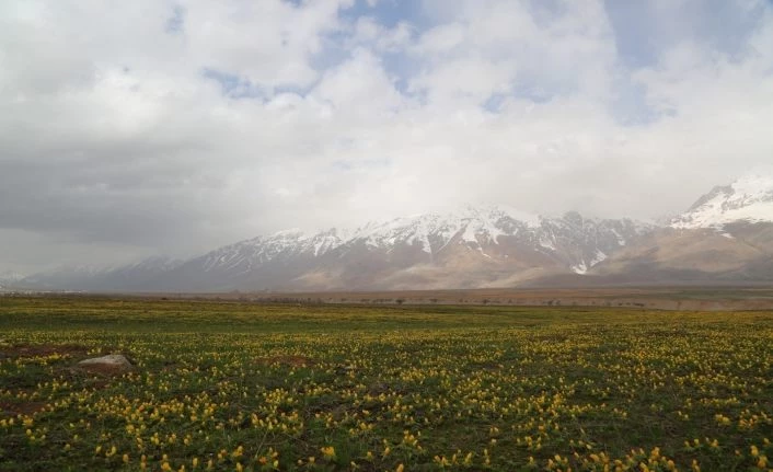 Tunceli’de çiçeklerin renk cümbüşü