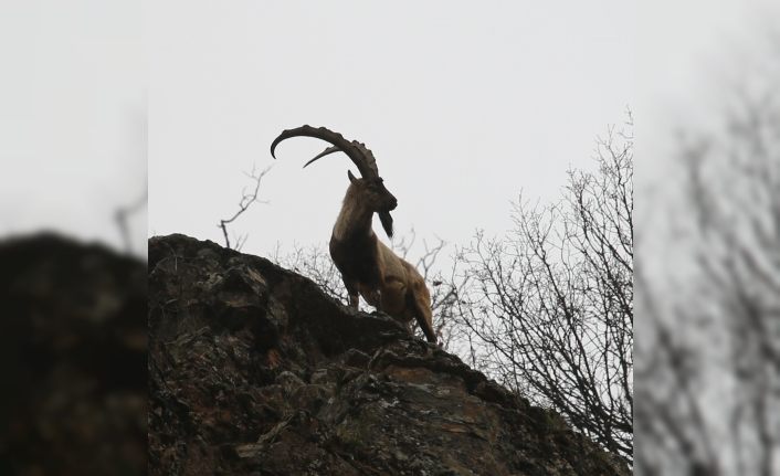 Tunceli’de dağ keçisi av ihaleleri iptal edildi