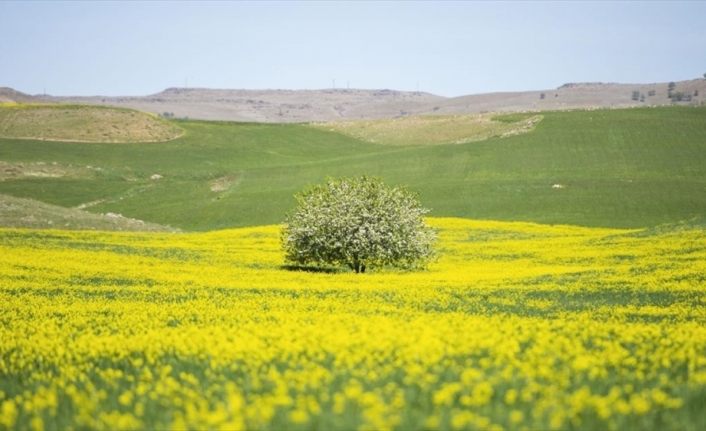 Tunceli