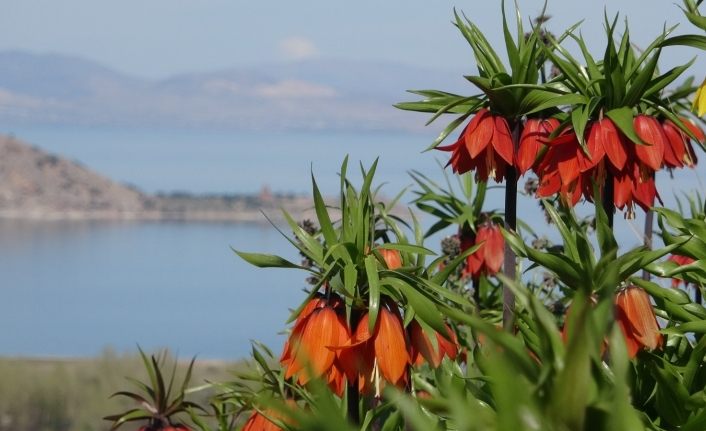 Van Gölü’ne karşı açan ters laleler mest ediyor