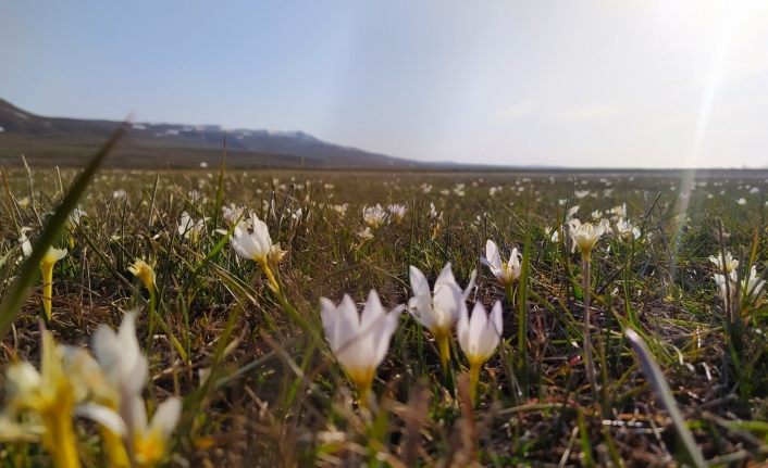 Van’da kardelenler çiçek açtı