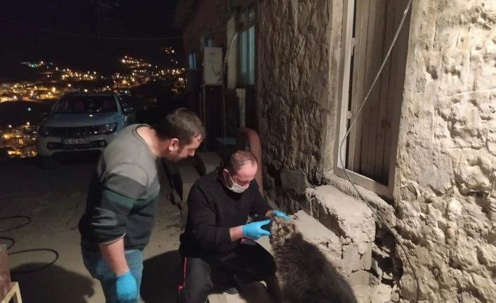 Yaralı çoban köpeği tedavi altına alındı