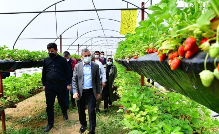 Yeşilyurt’te sereda çilek yetiştiriciliği