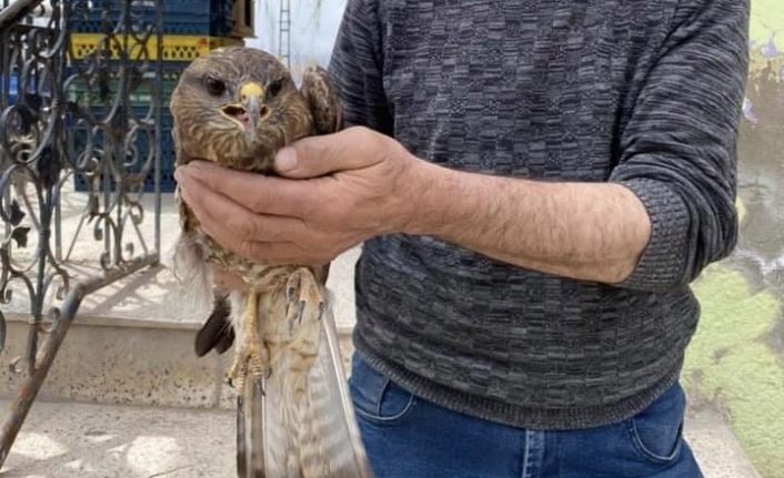 Yorgun düşen Şahin tedavi altına alındı