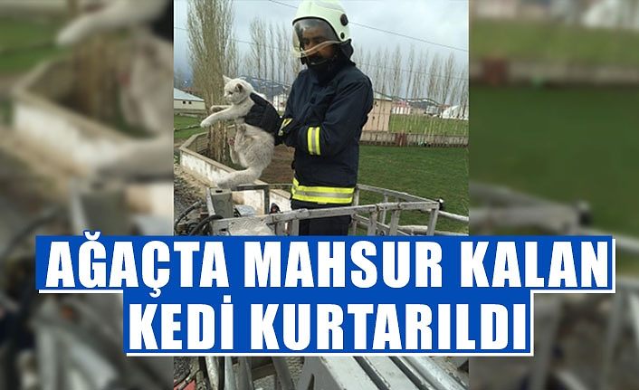 Ağaçta mahsur kalan kedi kurtarıldı