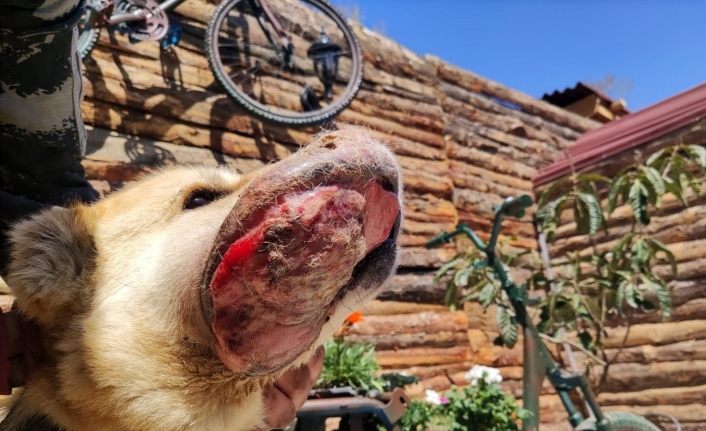 Ağzında kanser olan köpek tedavi altına alındı