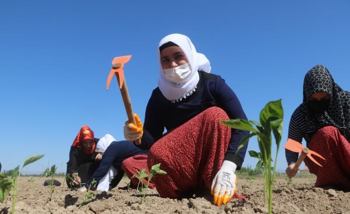 Ata tohumları ve sebze fidanları toprakla buluştu