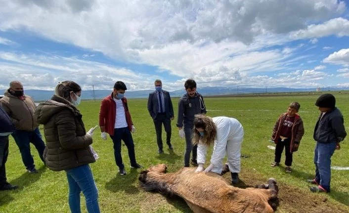 Ayağı kırıldığı için çayırda mahsur kalan at, Belediye ve Doğa koruma ekiplerince kurtarıldı