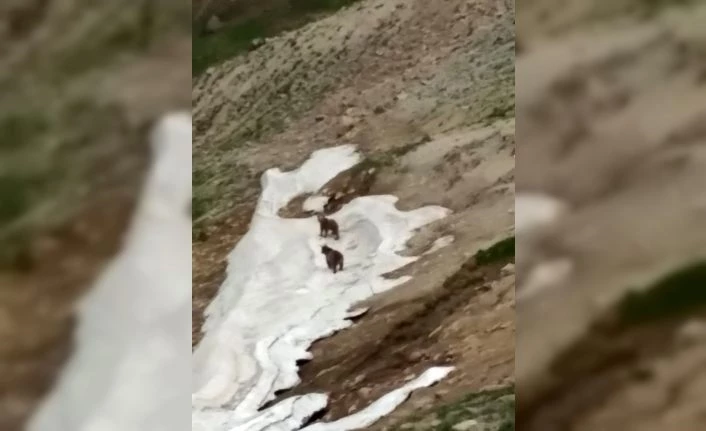 Van'da ayıların kar sevinci