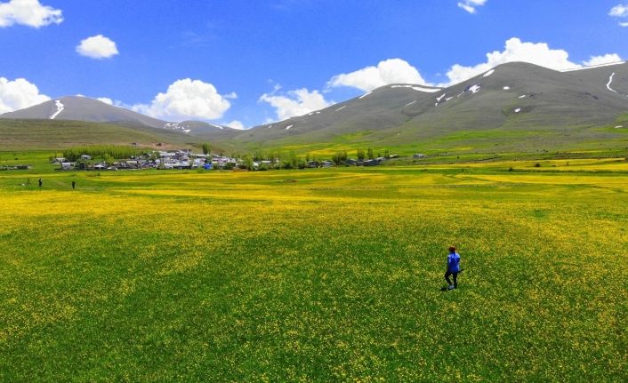 Baharın gelmesiyle Mayıs çiçekleri Erzurum’u sarıya bürüdü