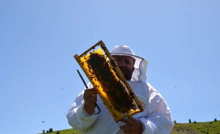 Bal arılarından Muş ekonomisine tatlı katkı