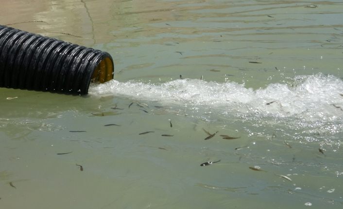 Van'da baraj suyuyla buluşan yavru balıklar renkli görüntüler oluşturdu