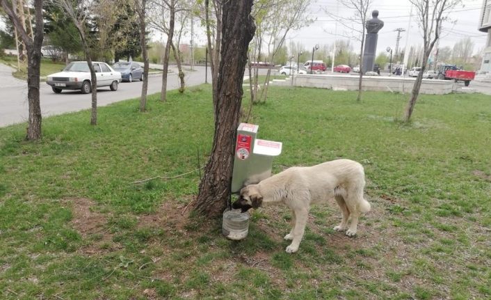 Belediye sokak köpeklerini unutmadı