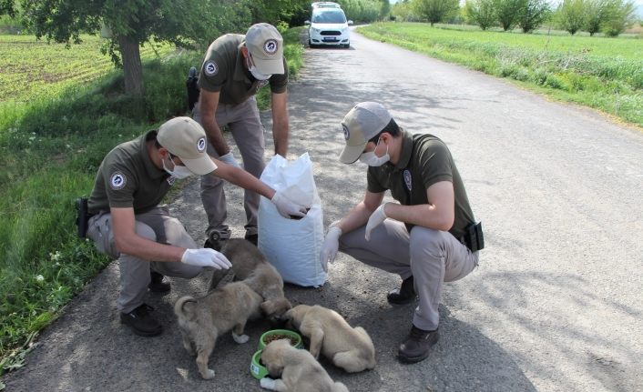 Bingöl’de bayramda da sokak hayvanları unutulmadı