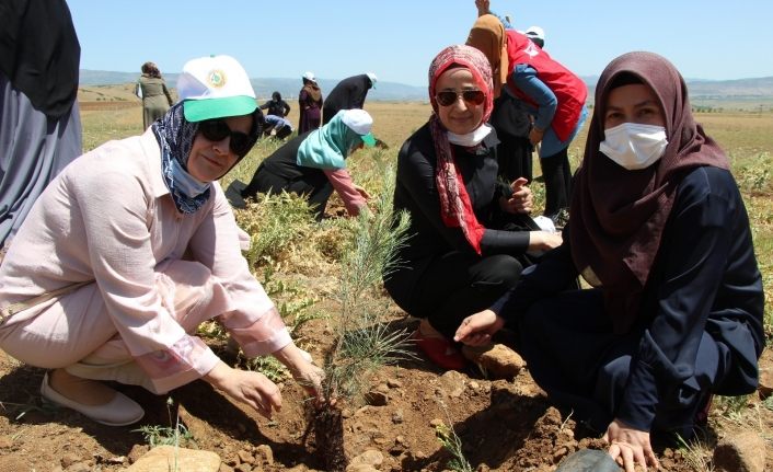 Bingöl’de kadınlar, 3 bin fidanı toprakla buluşturdu