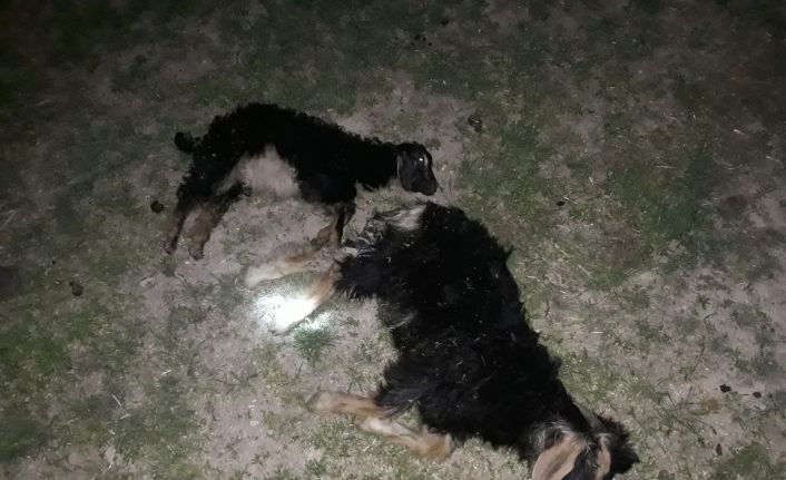 Bulanık’ta sokak köpekleri 4 oğlağı telef etti