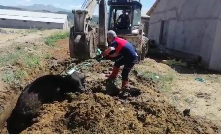 Çamura saplanan ineği itfaiye ekipleri kurtardı