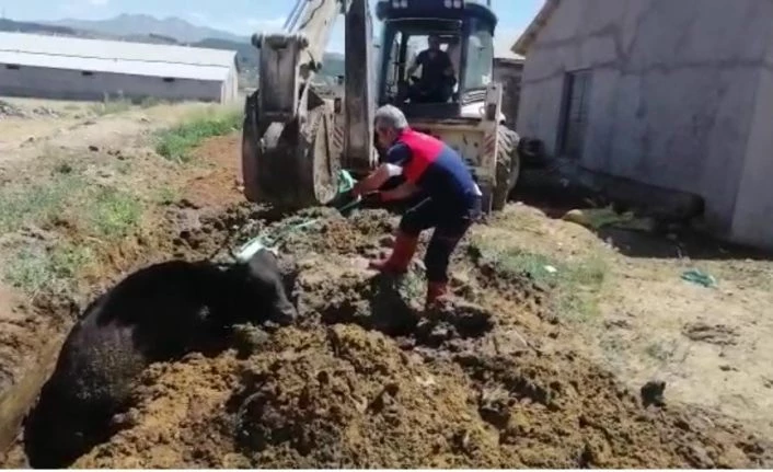Çamura saplanan ineği itfaiye ekipleri kurtardı