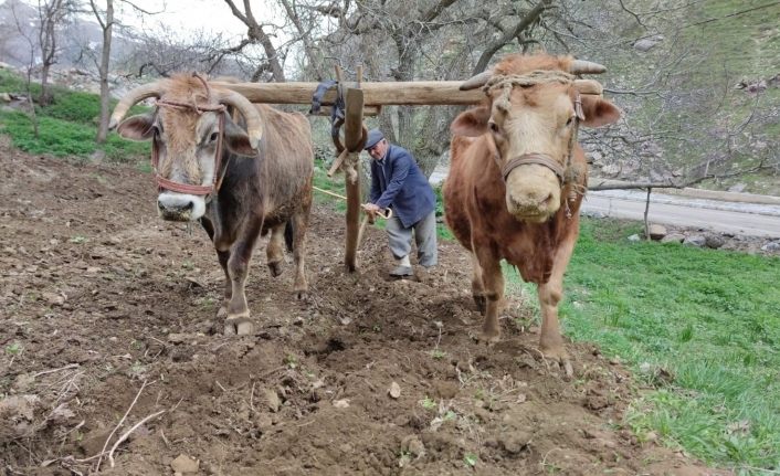 Van'da engebeli arazilerin vazgeçilmezi "karasaban"