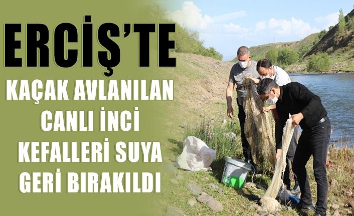 Erciş’te kaçak avlanılan canlı inci kefalleri suya geri bırakıldı