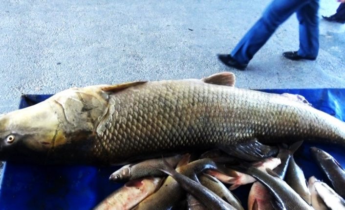 Erzincan’da Fırat Nehri’nde dev Turna balığı yakalandı