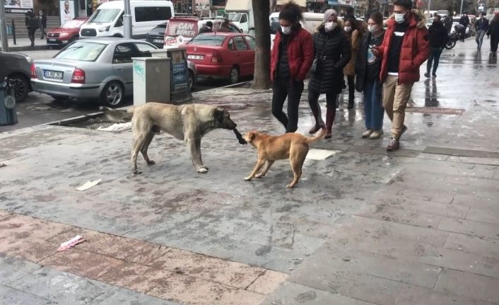 Erzincan’da iki köpeğin bez kapmaca oyunu tebessüm ettirdi