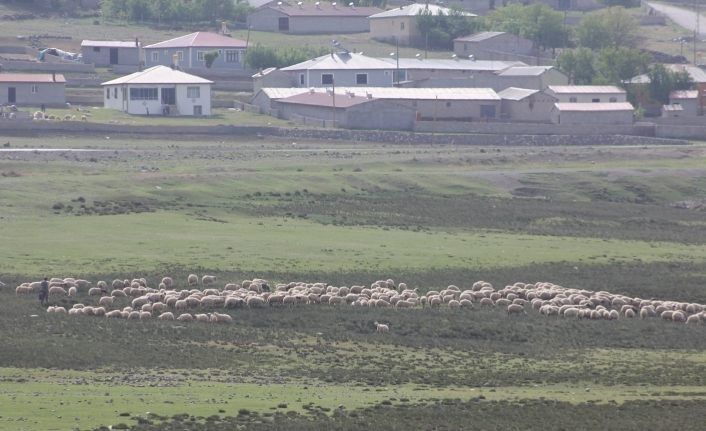 Erzincan’da meralar küçükbaş hayvanlarla şenlendi