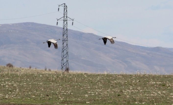 Erzurum’daki göl ilkbaharın gelmesiyle göçmen kuşların evi oldu
