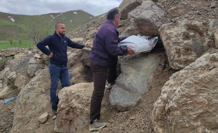 Hakkari’nin maskotu tilkiler için yiyecek bırakıldı