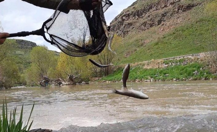 Kars’ta balıkların ölüm göçü sürüyor