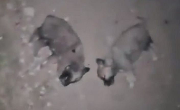 Keban’da 8 yavru köpeğin öldürülmesine adli ve idari soruşturma
